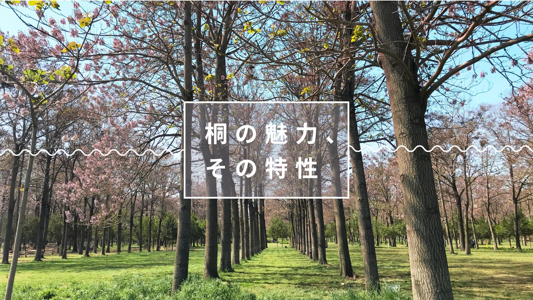 桐の魅力、その特性